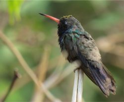 Broad-billed Hummingbird